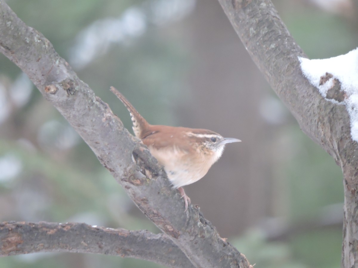 Carolina Wren - ML646856915