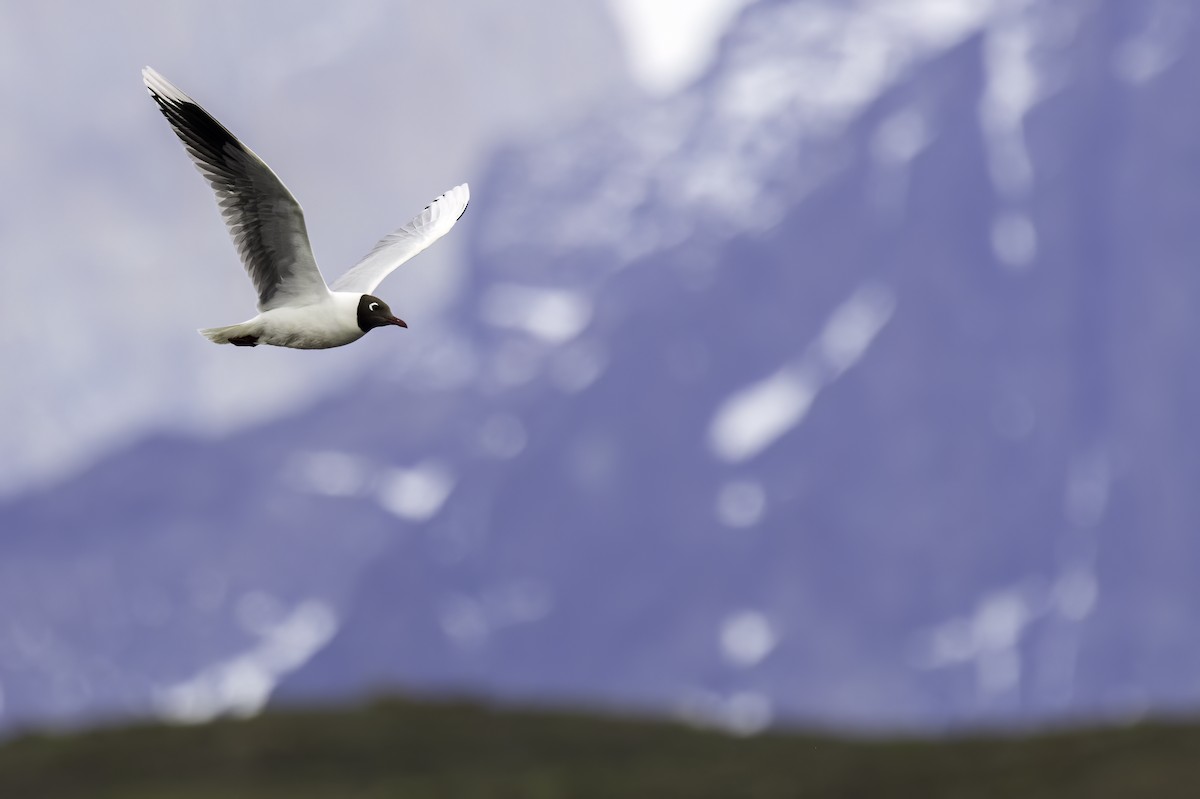 Antxeta patagoniarra - ML646856916