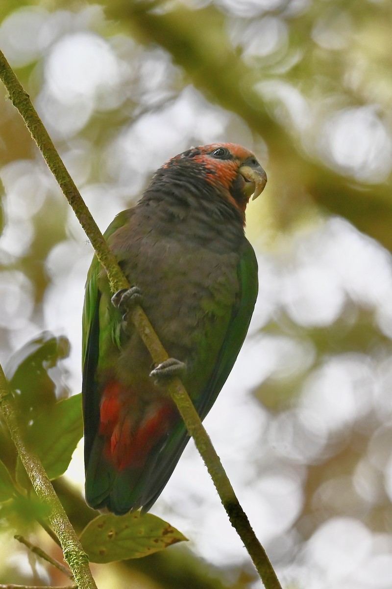 Speckle-faced Parrot - ML646856918