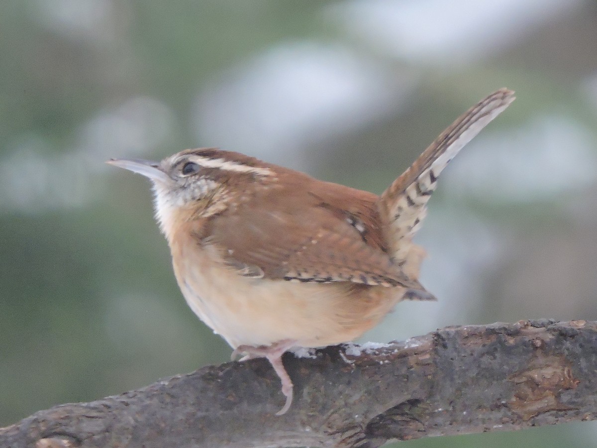 Carolina Wren - ML646856919