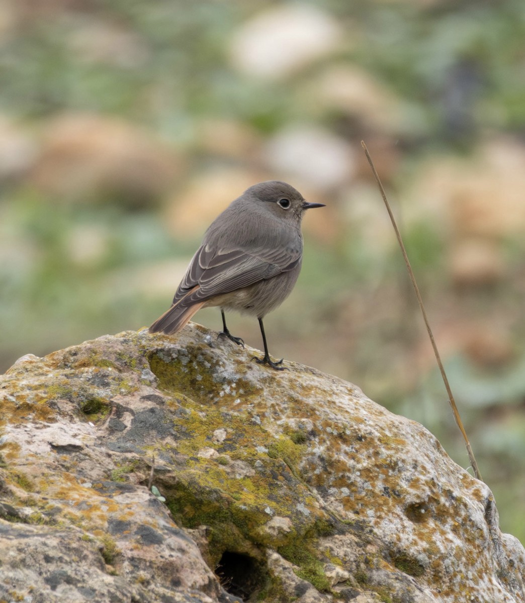 Черная горихвостка - ML646856920