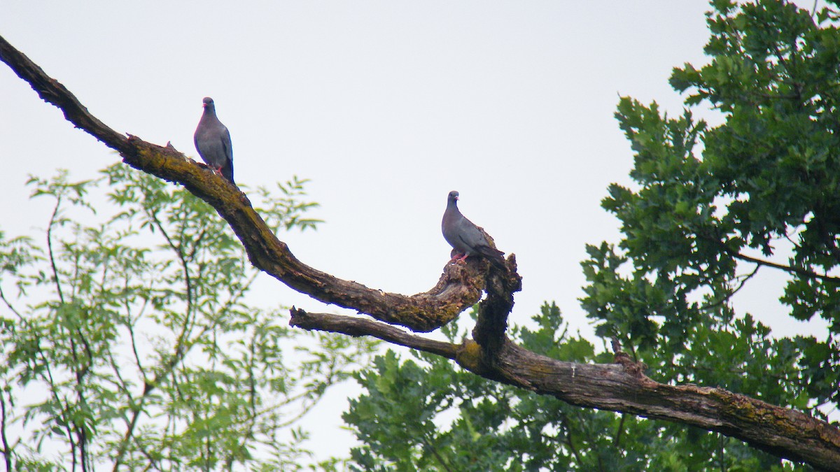 Stock Dove - ML646856922