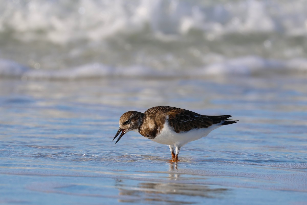 Steinwälzer - ML646856928