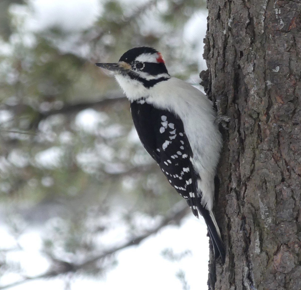 Haarspecht - ML646856929