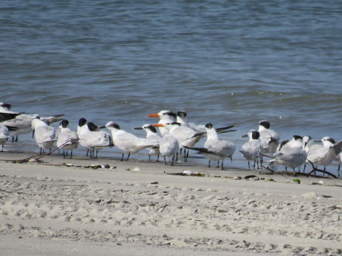 Sandwich Tern - ML646856930