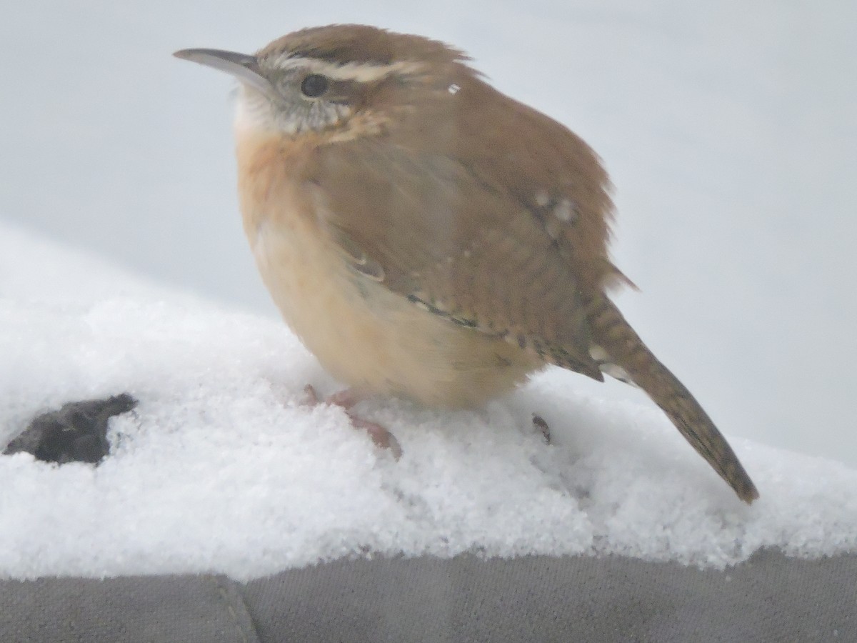 Carolina Wren - ML646856931