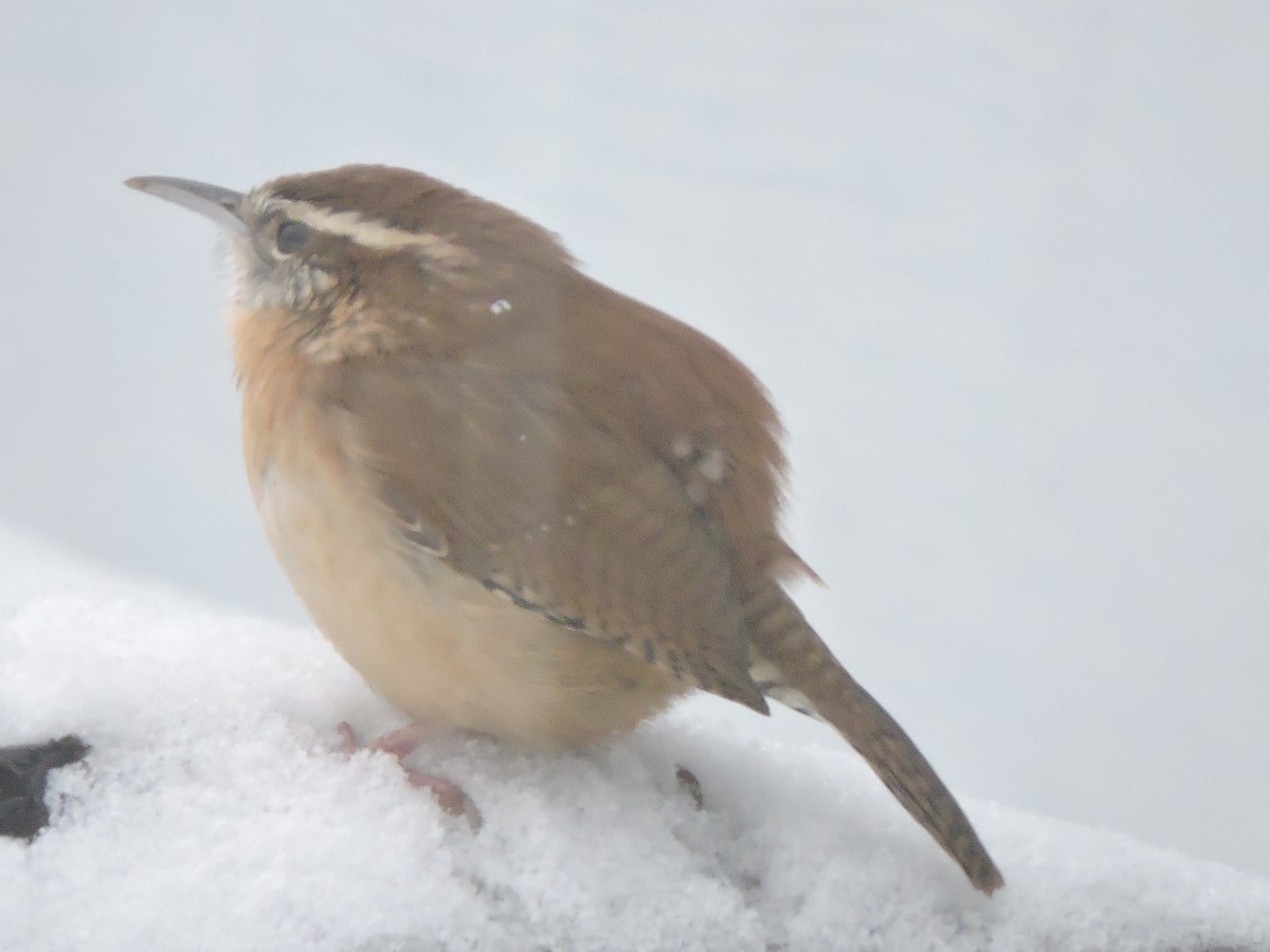 Carolina Wren - ML646856932