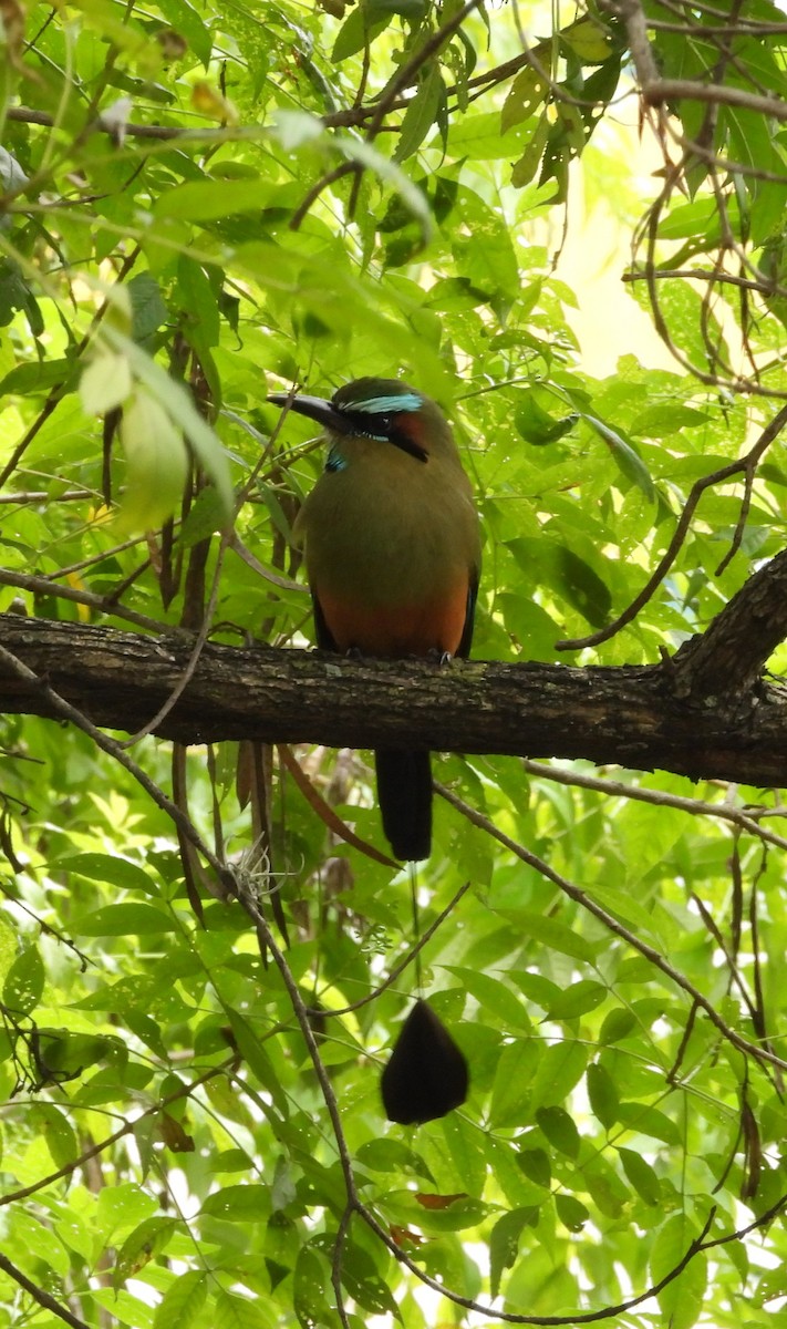 Момот рудочеревий - ML646856936