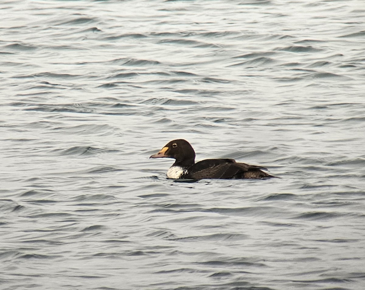 kajka královská - ML646856937