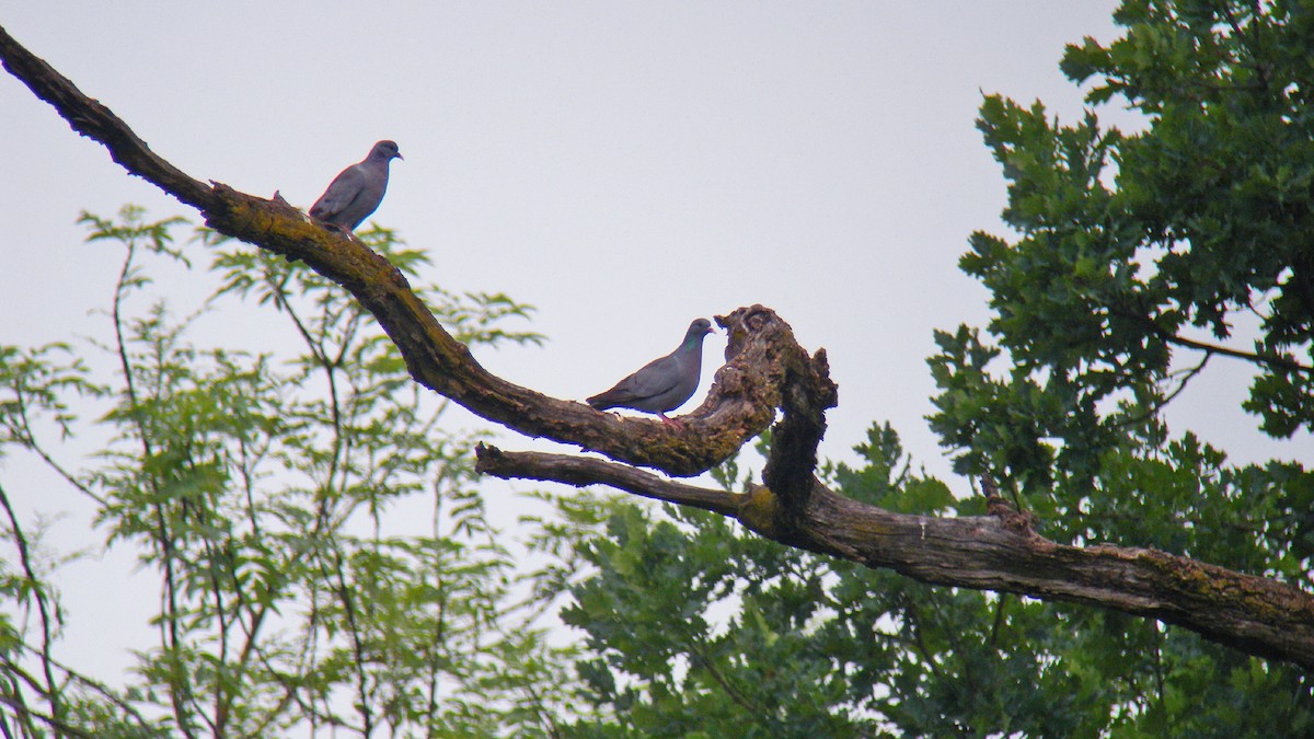 Stock Dove - ML646856938