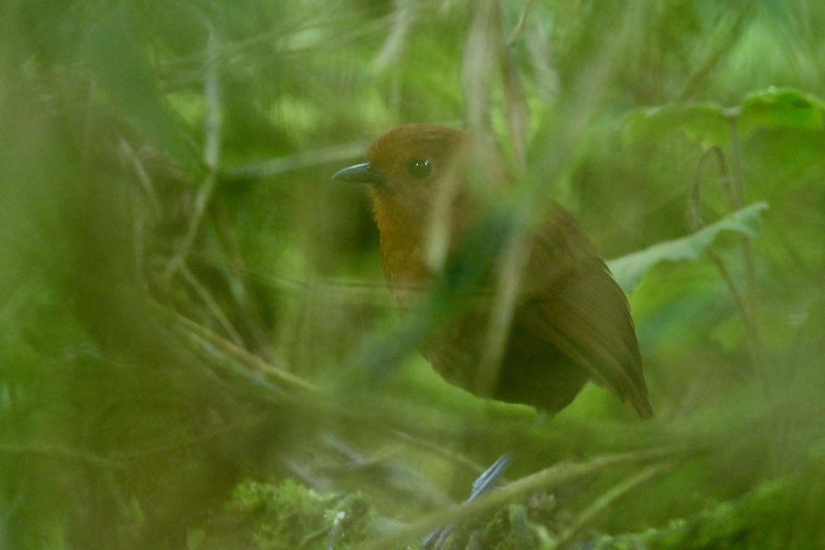 Chami Antpitta - ML646856939