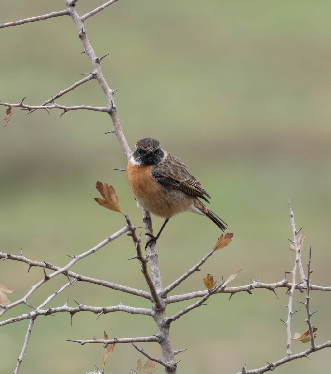 European Stonechat - ML646856940