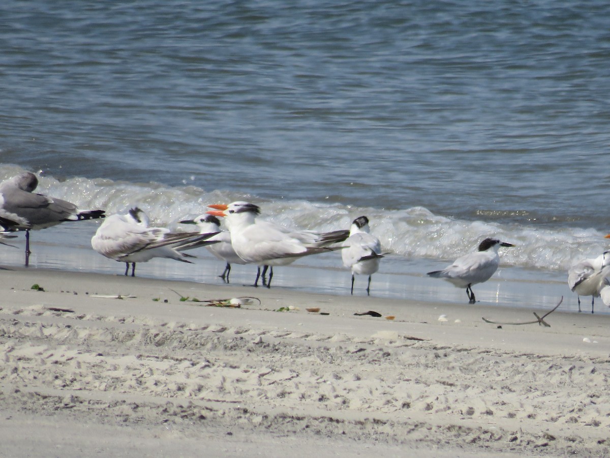 Royal Tern - ML646856942