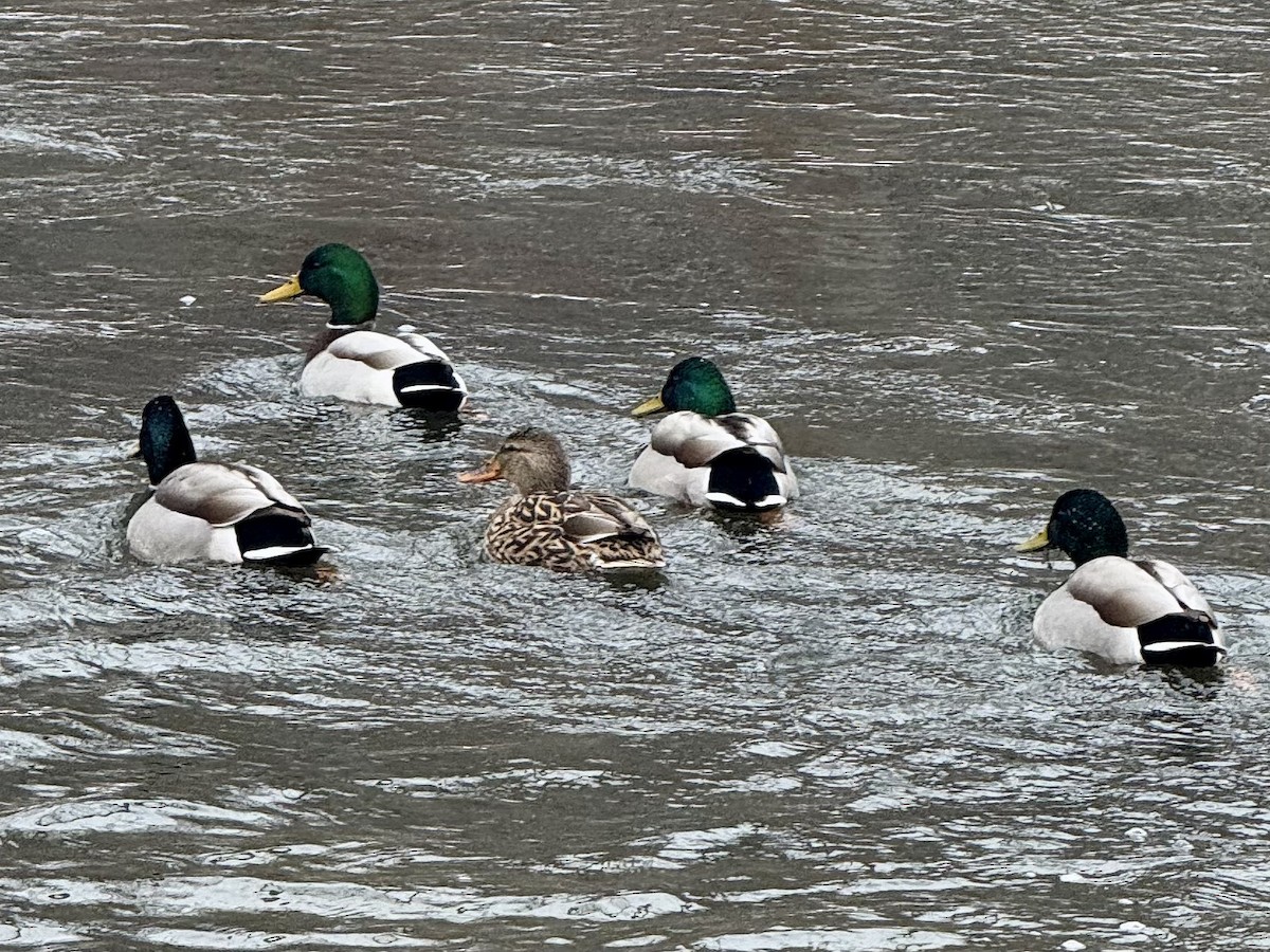 Mallard - ML646856943