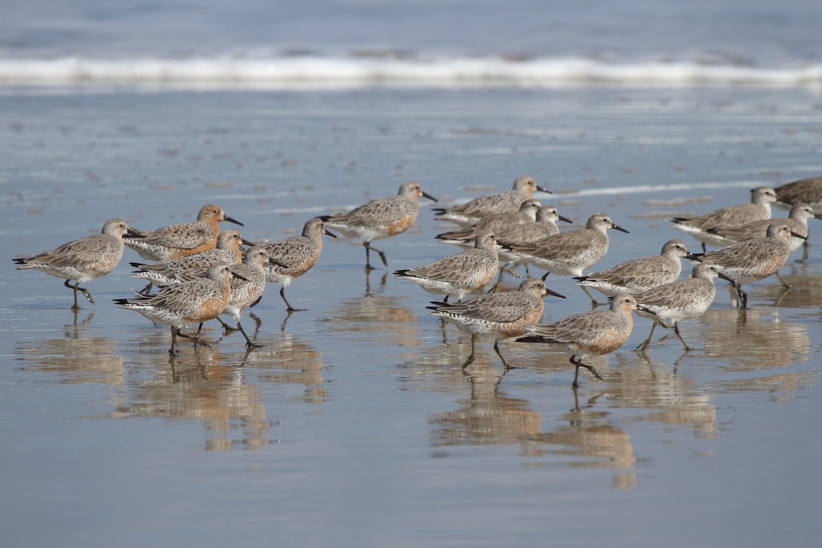 Red Knot - ML646856944