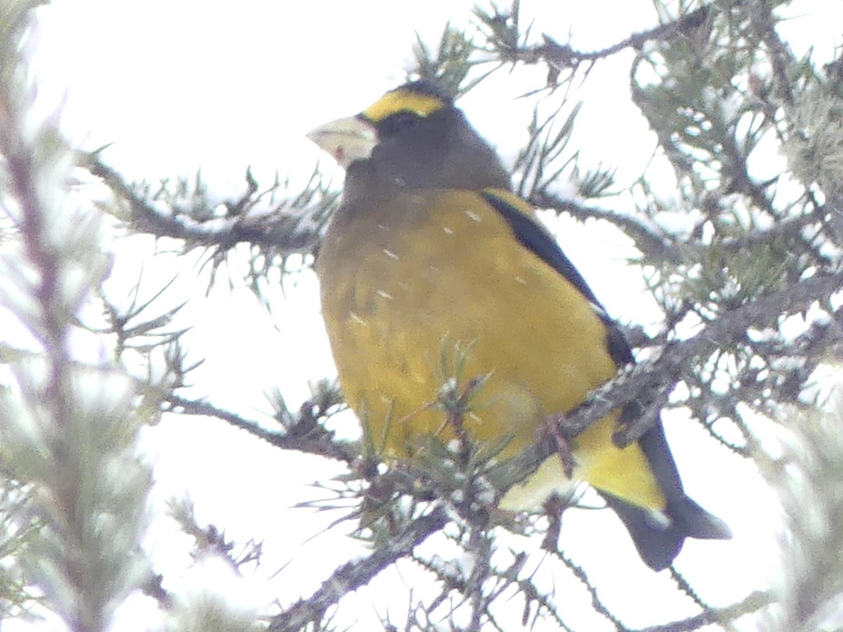 Abendkernbeißer - ML646856948