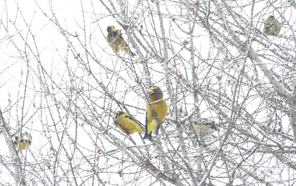 Abendkernbeißer - ML646856949