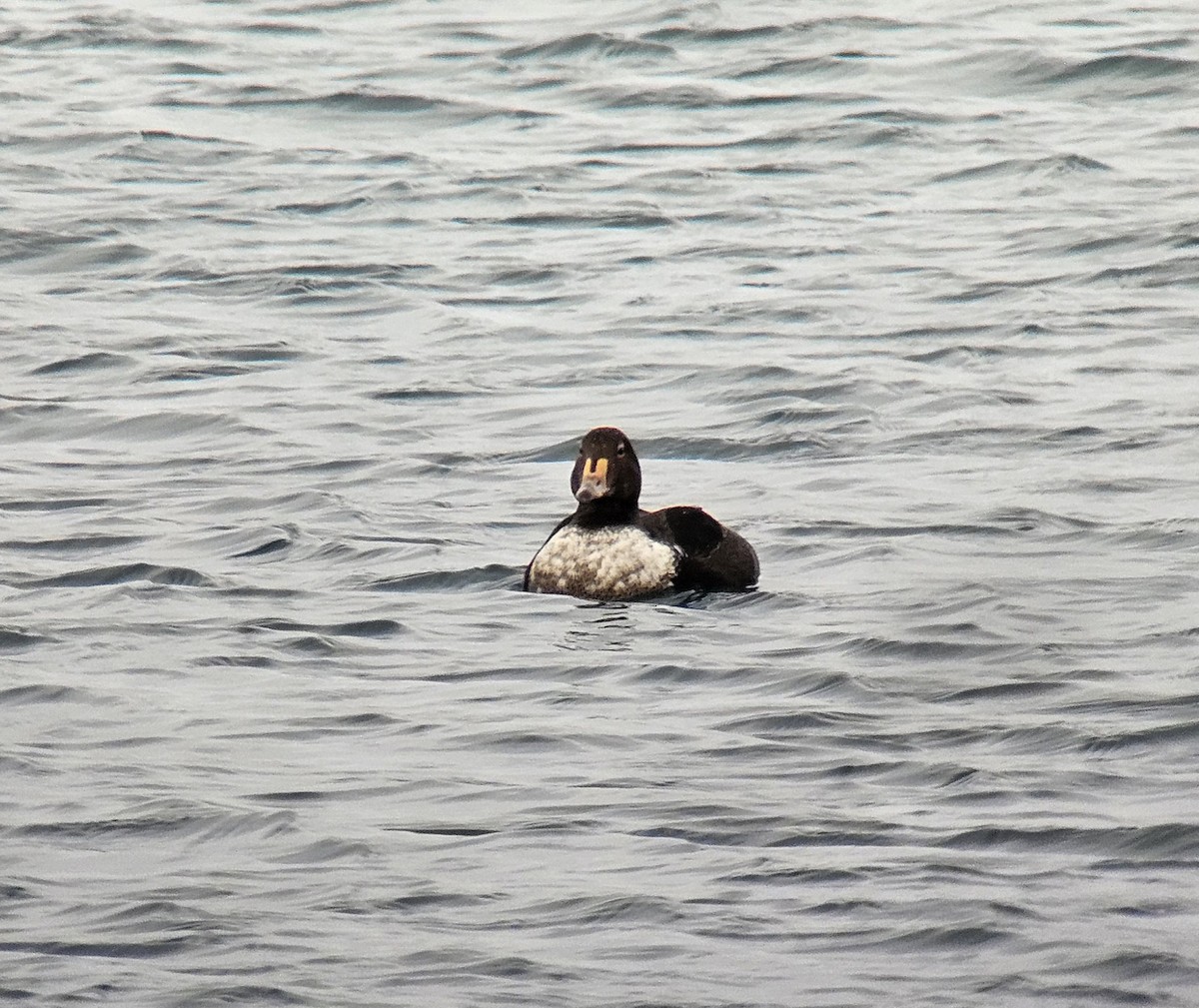 kajka královská - ML646856950