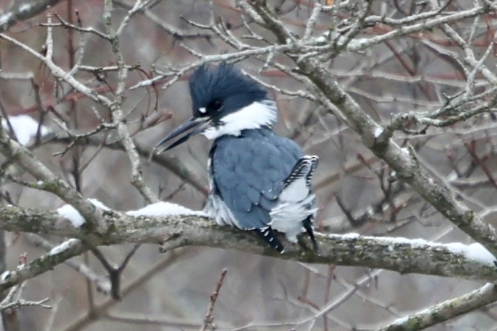 Belted Kingfisher - ML646856951