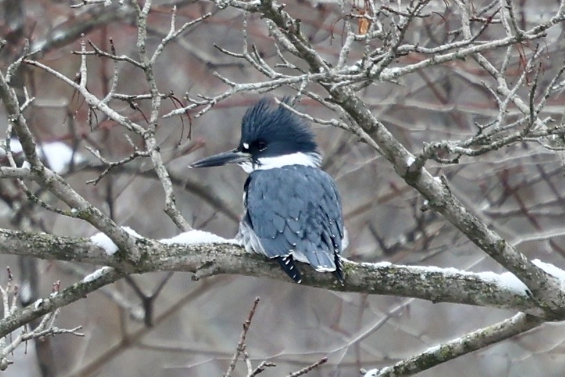 Belted Kingfisher - ML646856952