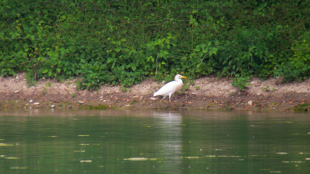 Western Cattle-Egret - ML646856953