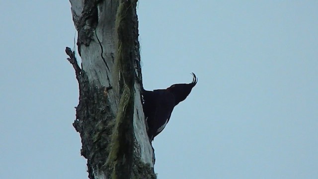 Magellanic Woodpecker - ML646856954