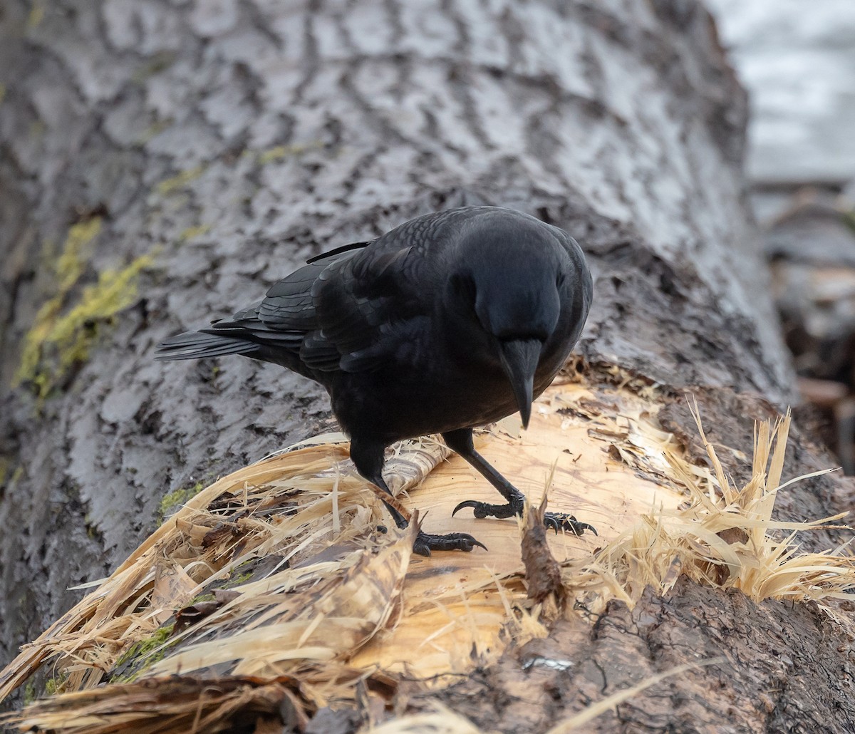 American Crow - ML646856955