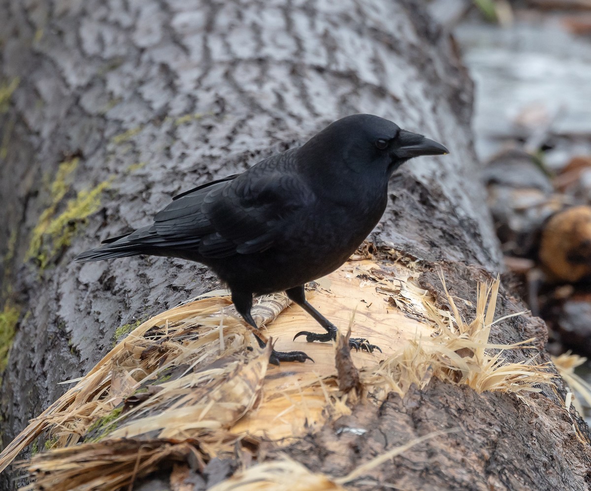American Crow - ML646856956