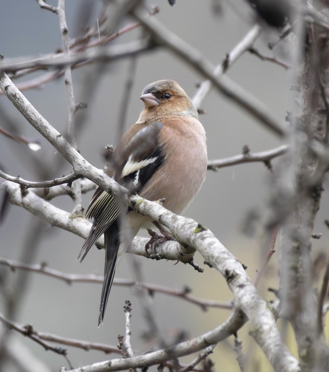 Зяблик - ML646856957