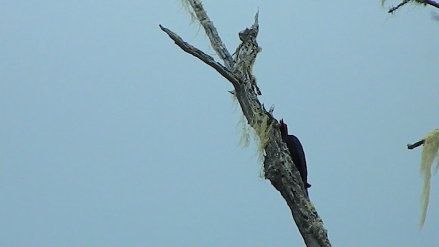 Magellanic Woodpecker - ML646856959