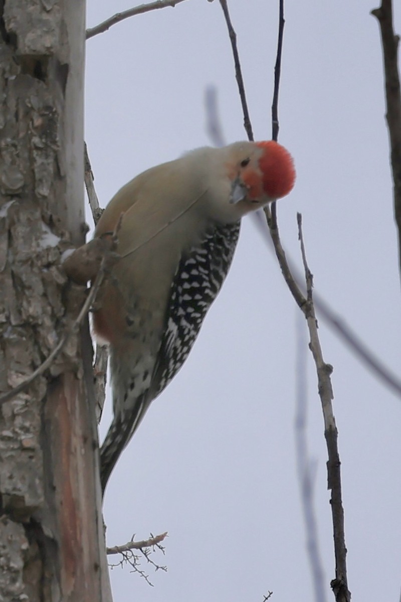 Red-bellied Woodpecker - ML646856960