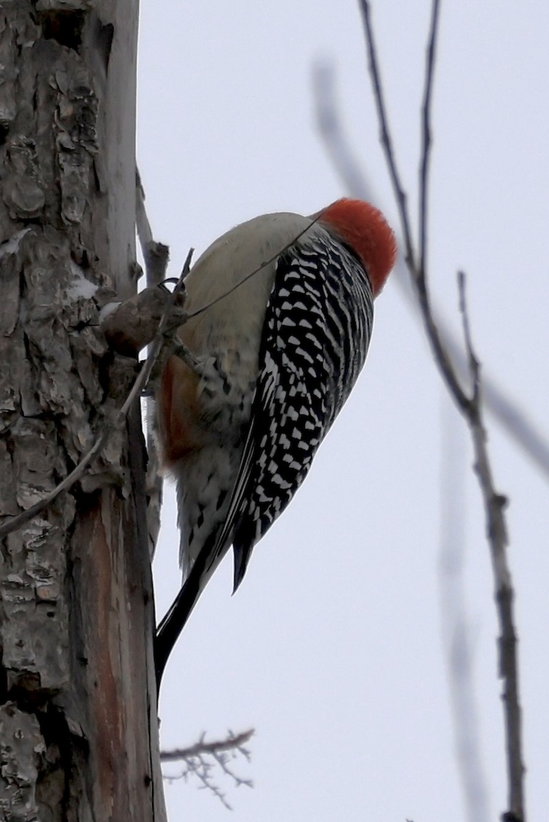 Red-bellied Woodpecker - ML646856961