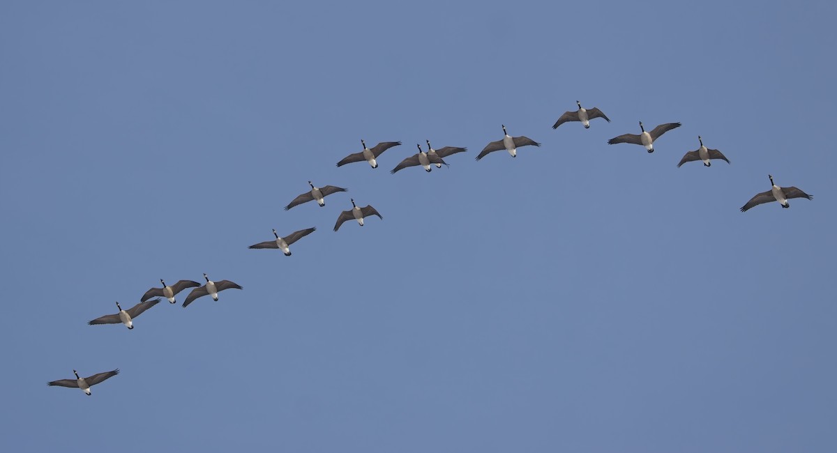 Canada Goose - ML646856967