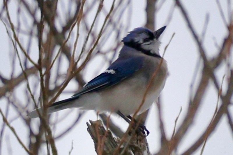 Blue Jay - ML646856968