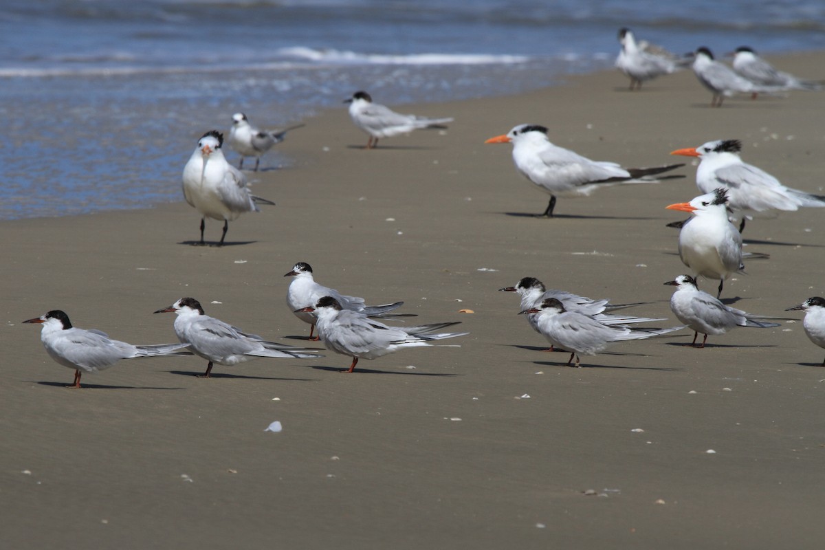 Common Tern - ML646856969