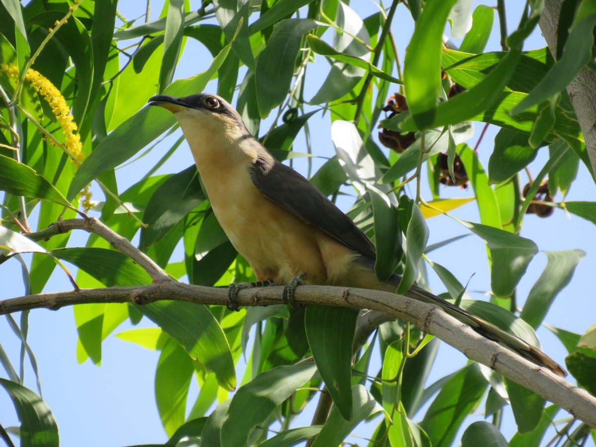 Мангровая пиайя - ML646856970