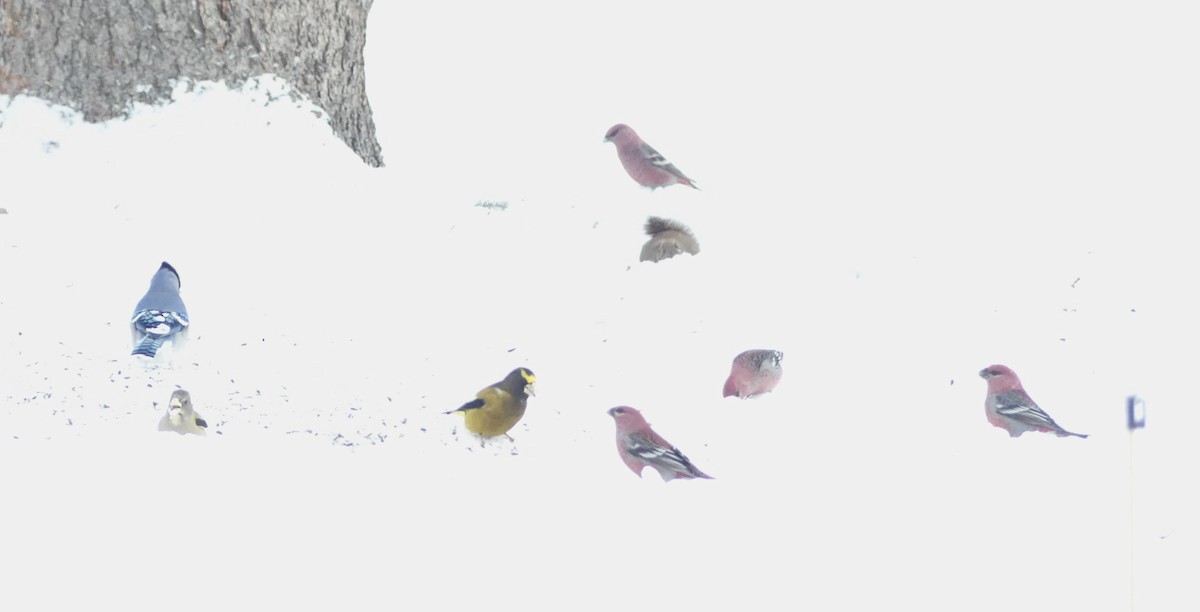 Hakengimpel - ML646856976