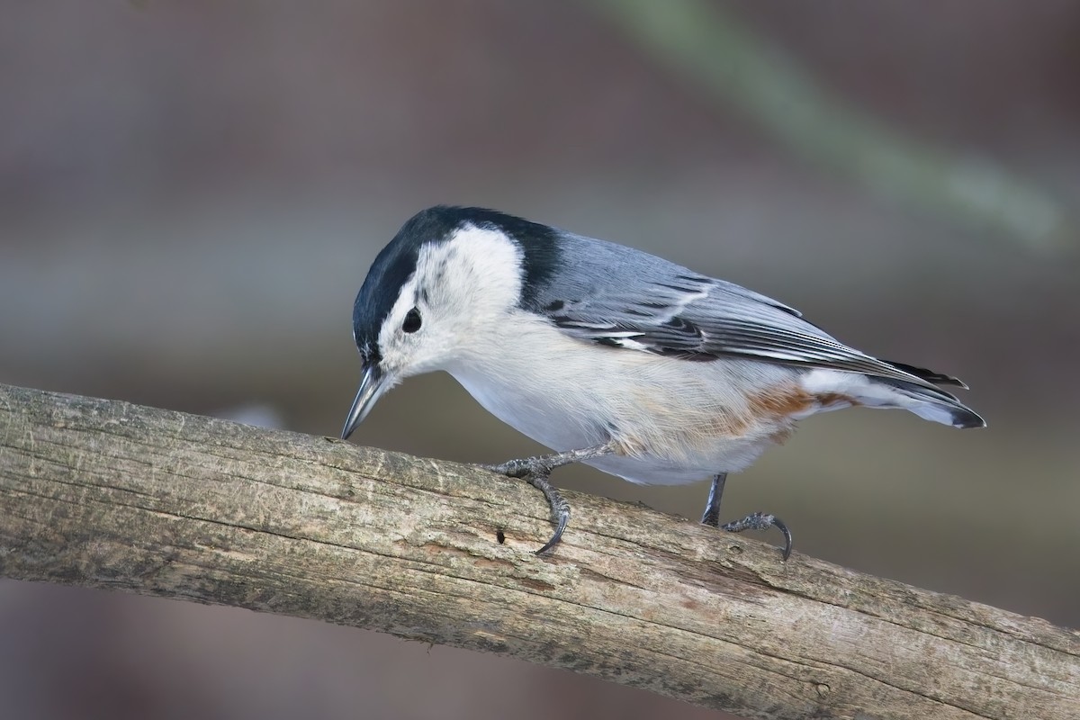 White-breasted Nuthatch - ML646856978