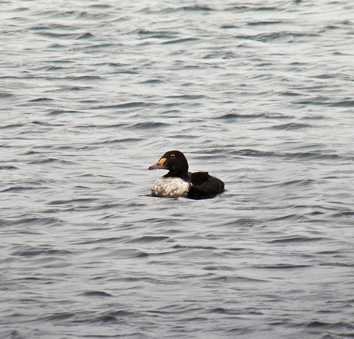 kajka královská - ML646856981