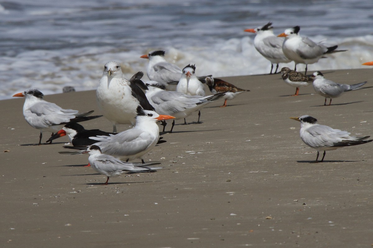 Black Skimmer - ML646856985
