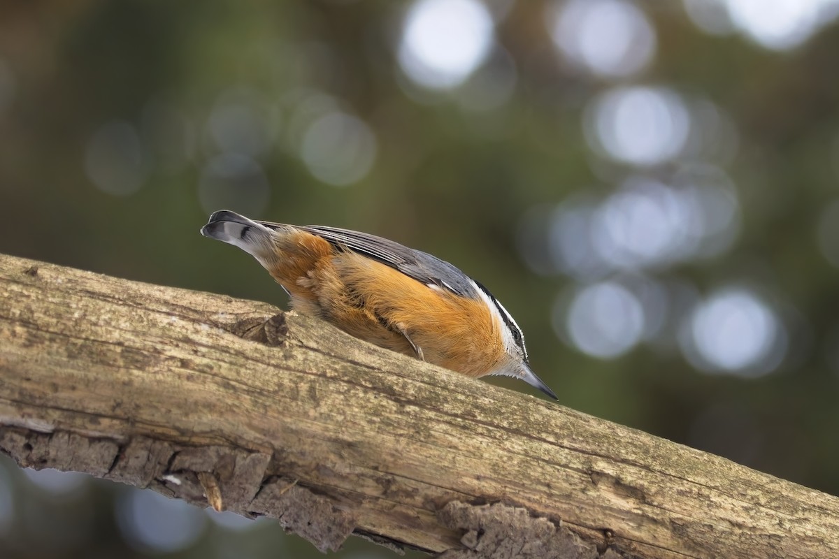 Red-breasted Nuthatch - ML646856986