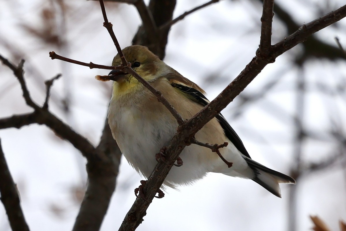 American Goldfinch - ML646856987