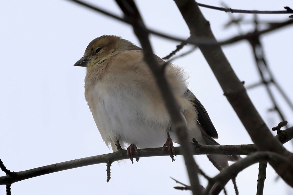 American Goldfinch - ML646856988