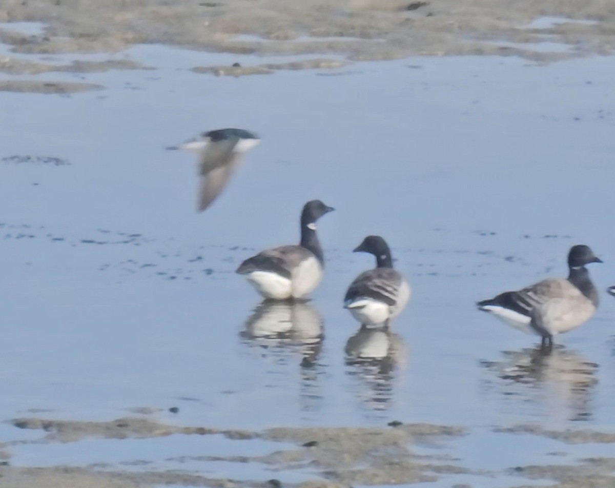 Tree Swallow - ML646856989