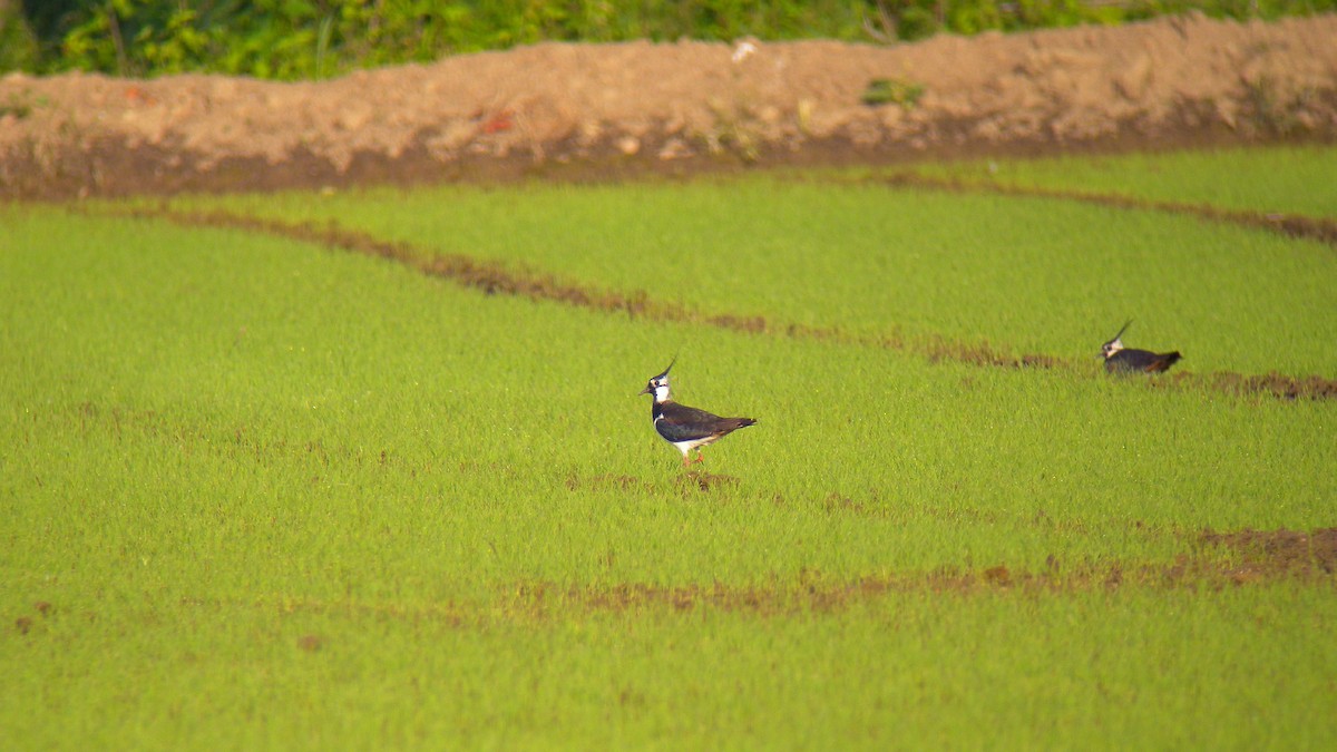 小辮鴴 - ML646856998