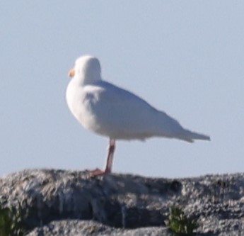 American Herring Gull - ML646857006