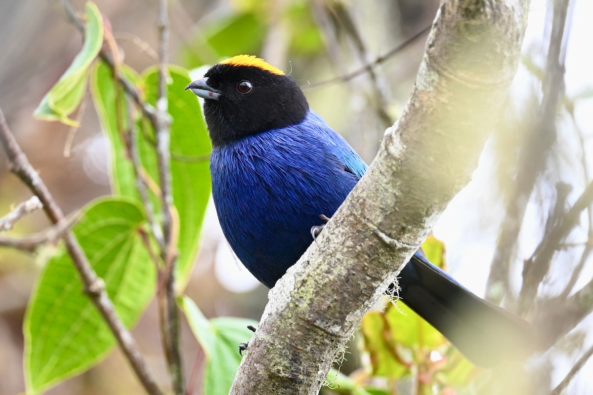 Golden-crowned Tanager - ML646857007