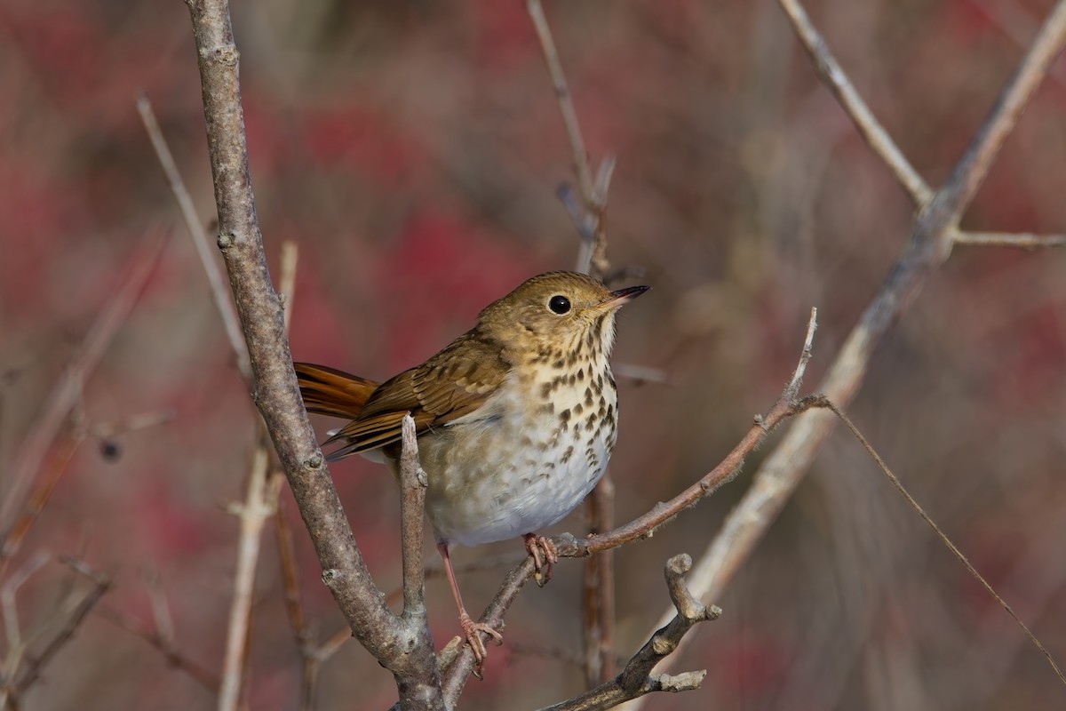 Hermit Thrush - ML646857008