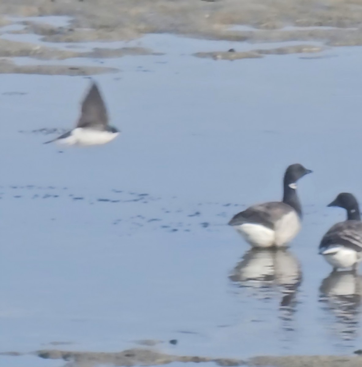 Tree Swallow - ML646857010