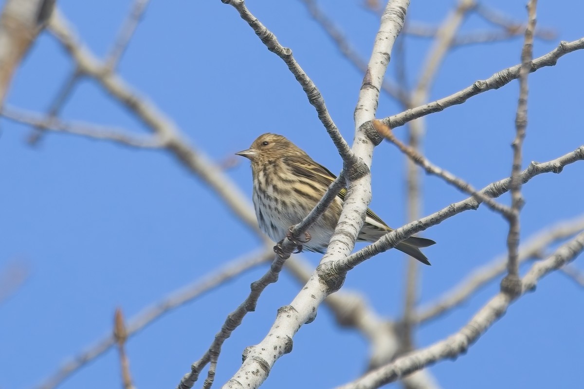 Pine Siskin - ML646857015